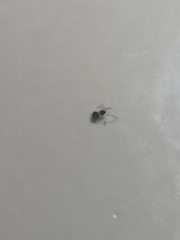 Araneae