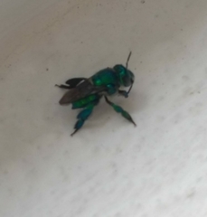 Euglossa