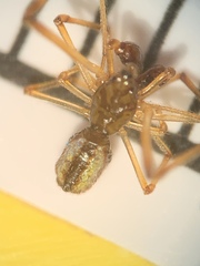 Neospintharus trigonum