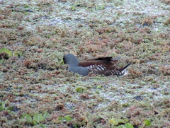 Porphyriops melanops