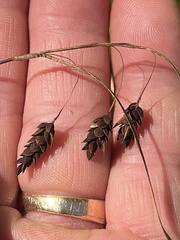 Carex magellanica