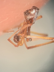 Neospintharus trigonum