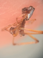 Neospintharus trigonum