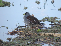 Porphyriops melanops