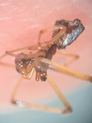 Neospintharus trigonum