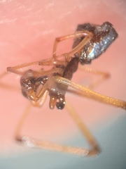 Neospintharus trigonum