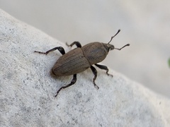 Sphenophorus coesifrons