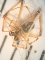 Neospintharus trigonum