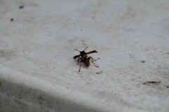 Polistes dominula