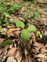 Trillium sessile