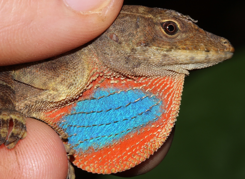 Meyer's Anole