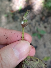 Neolasioptera vitinea