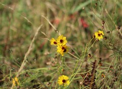 Coreopsis tinctoria