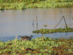 Porphyriops melanops