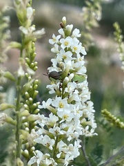 Stratiomyini
