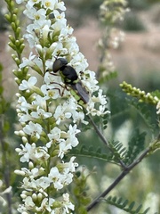 Stratiomyini