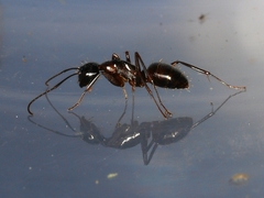 Camponotus americanus