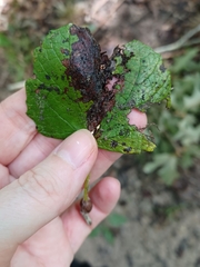 Neolasioptera vitinea