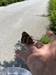 Limenitidinae