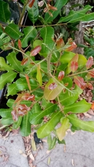 Cupaniopsis anacardioides