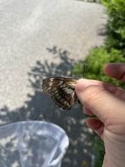 Limenitidinae