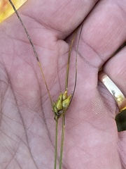 Carex oligosperma