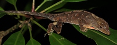Anolis johnmeyeri
