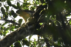 Callosciurus baluensis