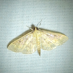 Herpetogramma pertextalis