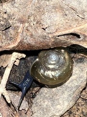 Oxychilus draparnaudi