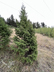 Pseudotsuga menziesii