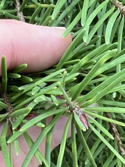 Pseudotsuga menziesii