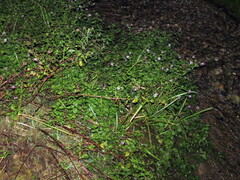 Mentha × piperita