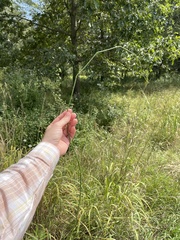 Equisetum laevigatum