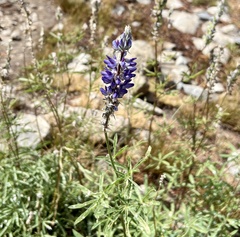 Lupinus argenteus