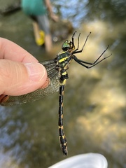 Macromia beijingensis