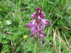 Pedicularis chamissonis