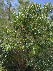 Thespesia populnea
