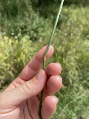 Equisetum laevigatum