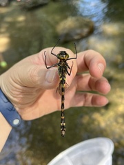 Macromia beijingensis