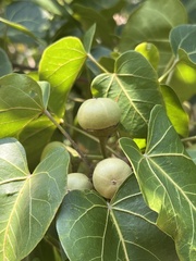 Thespesia populnea