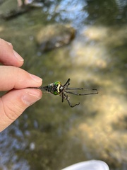 Macromia beijingensis