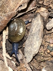 Oxychilus draparnaudi