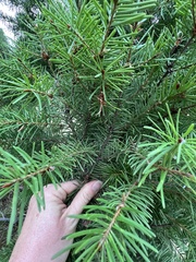 Pseudotsuga menziesii
