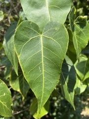 Thespesia populnea