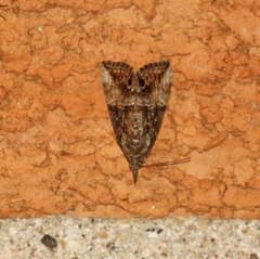 Hypena scabra