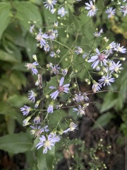 Symphyotrichum
