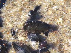 Hyalidae
