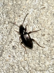 Agonum punctiforme