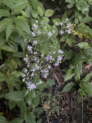 Symphyotrichum